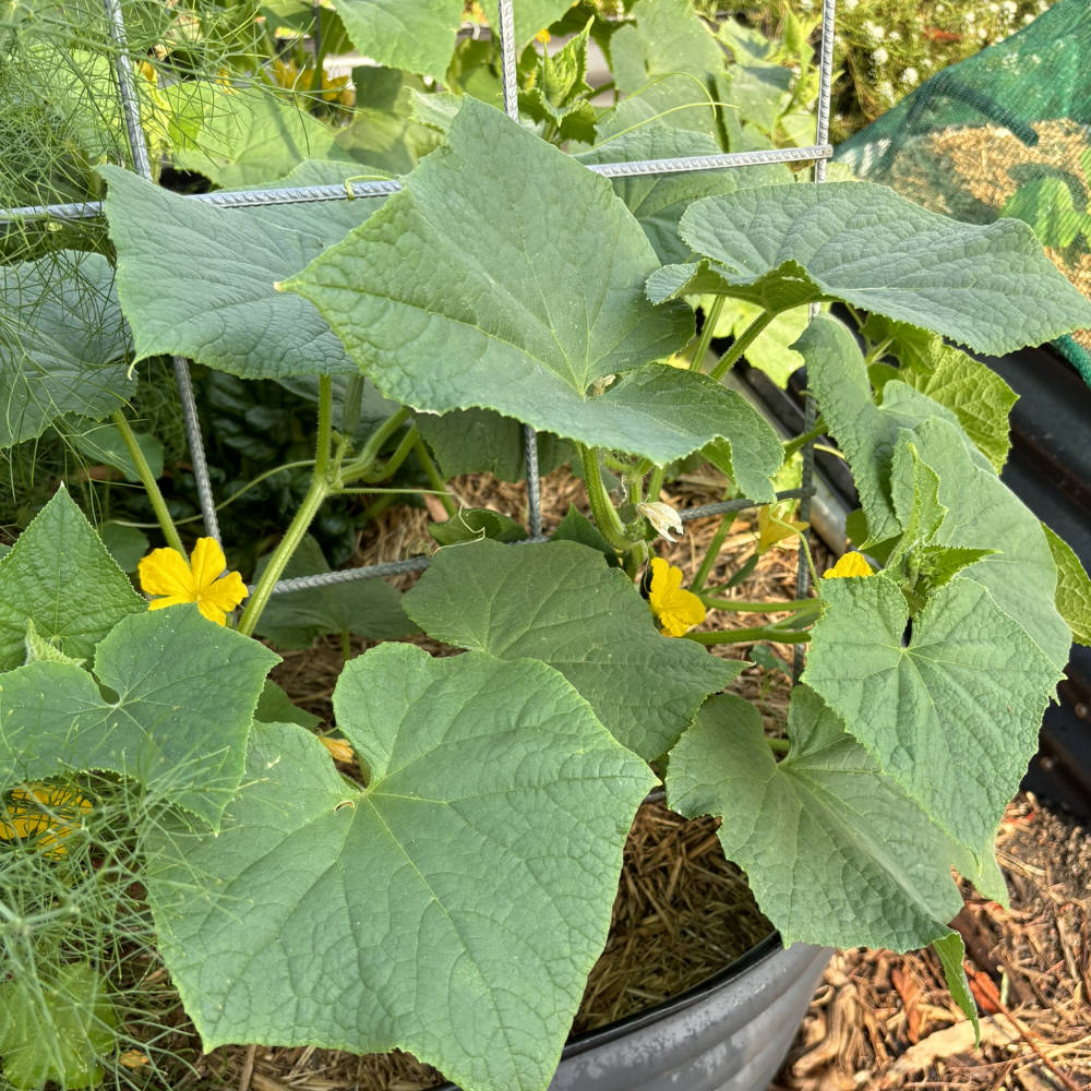 Cucumber 'Burpless' Seeds