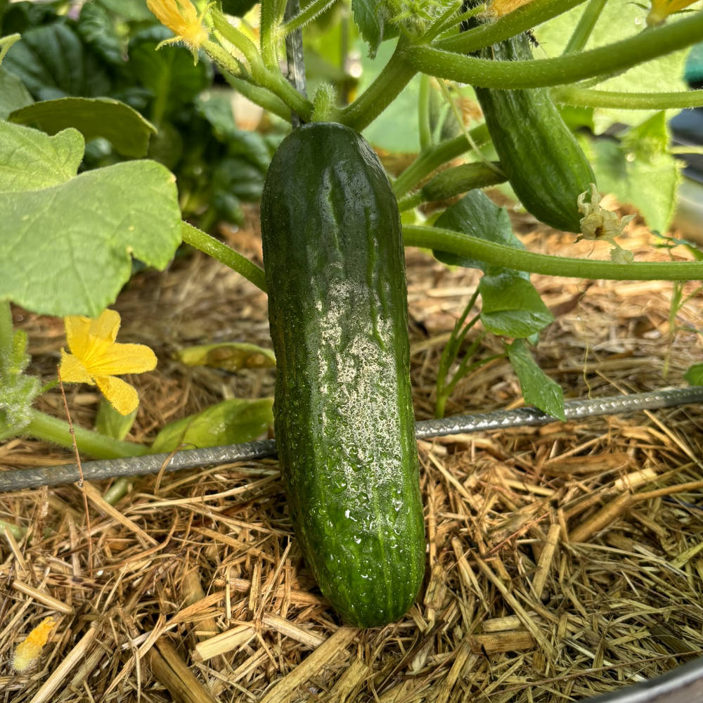 Cucumber 'Burpless' Seeds