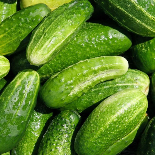 Cucumber Marketmore Seeds