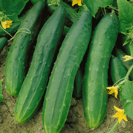 Cucumber 'Straight Eight' Seeds