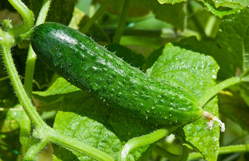 Lebanese Cucumbers