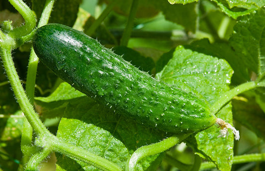 Lebanese Cucumbers