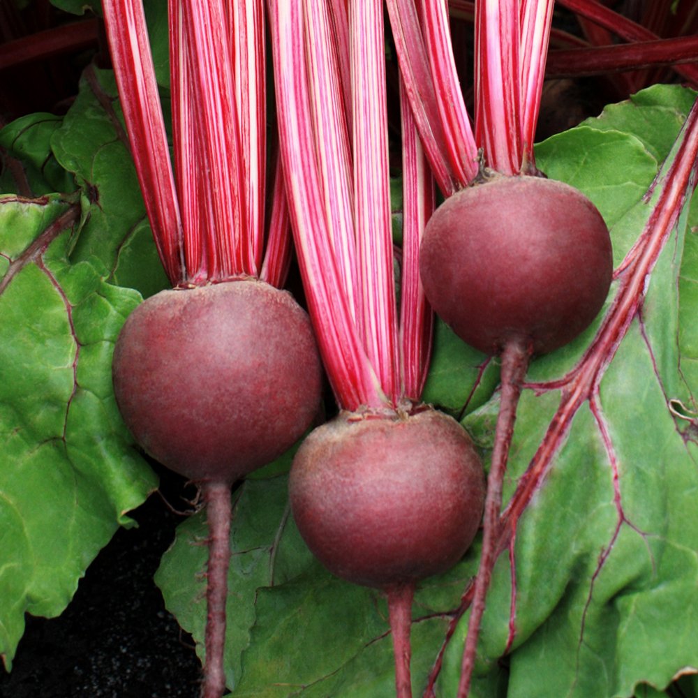 Detroit Dark Red Beet root