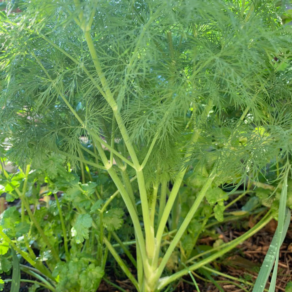 Dill 'Bouquet' Seeds