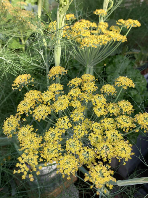 Dill Mammoth Seeds