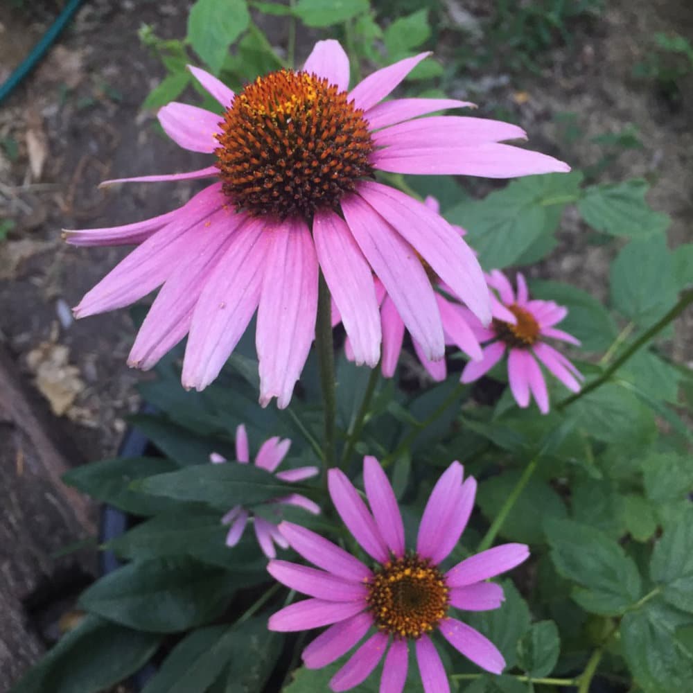 Echinacea Purpurea Seeds