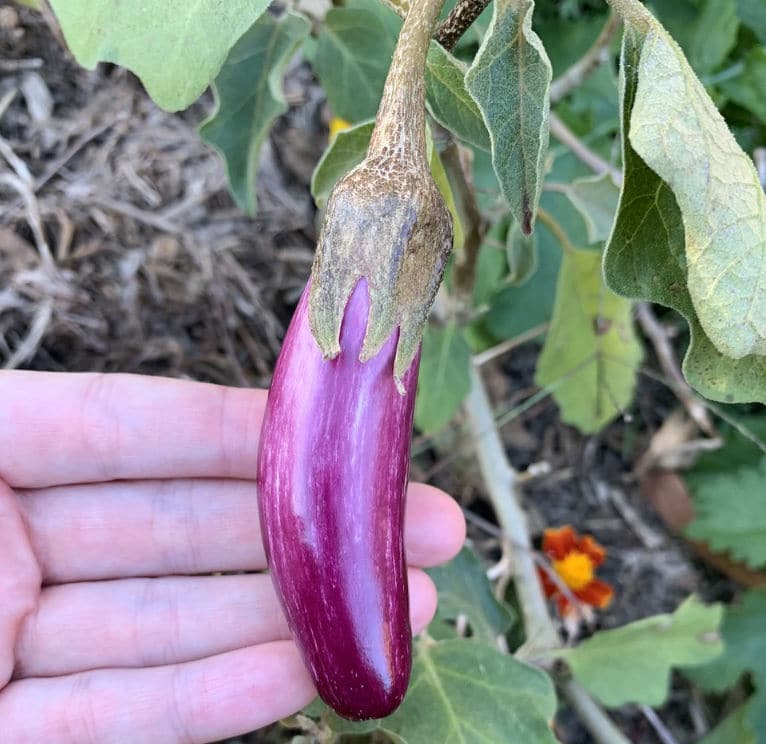 Eggplant Greek Tsakoniki Seeds Love of Dirt