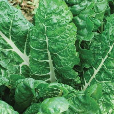 Fordhook Giant Swiss Chard Seeds