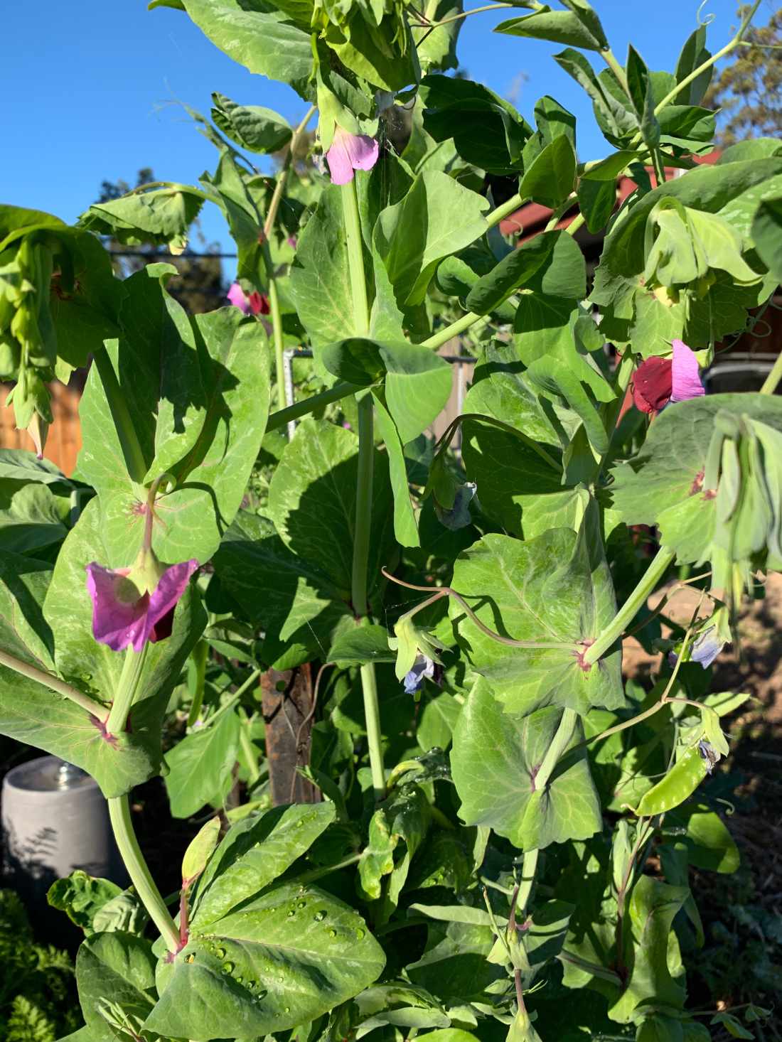 Giant Yakumo Snow Pea Seeds