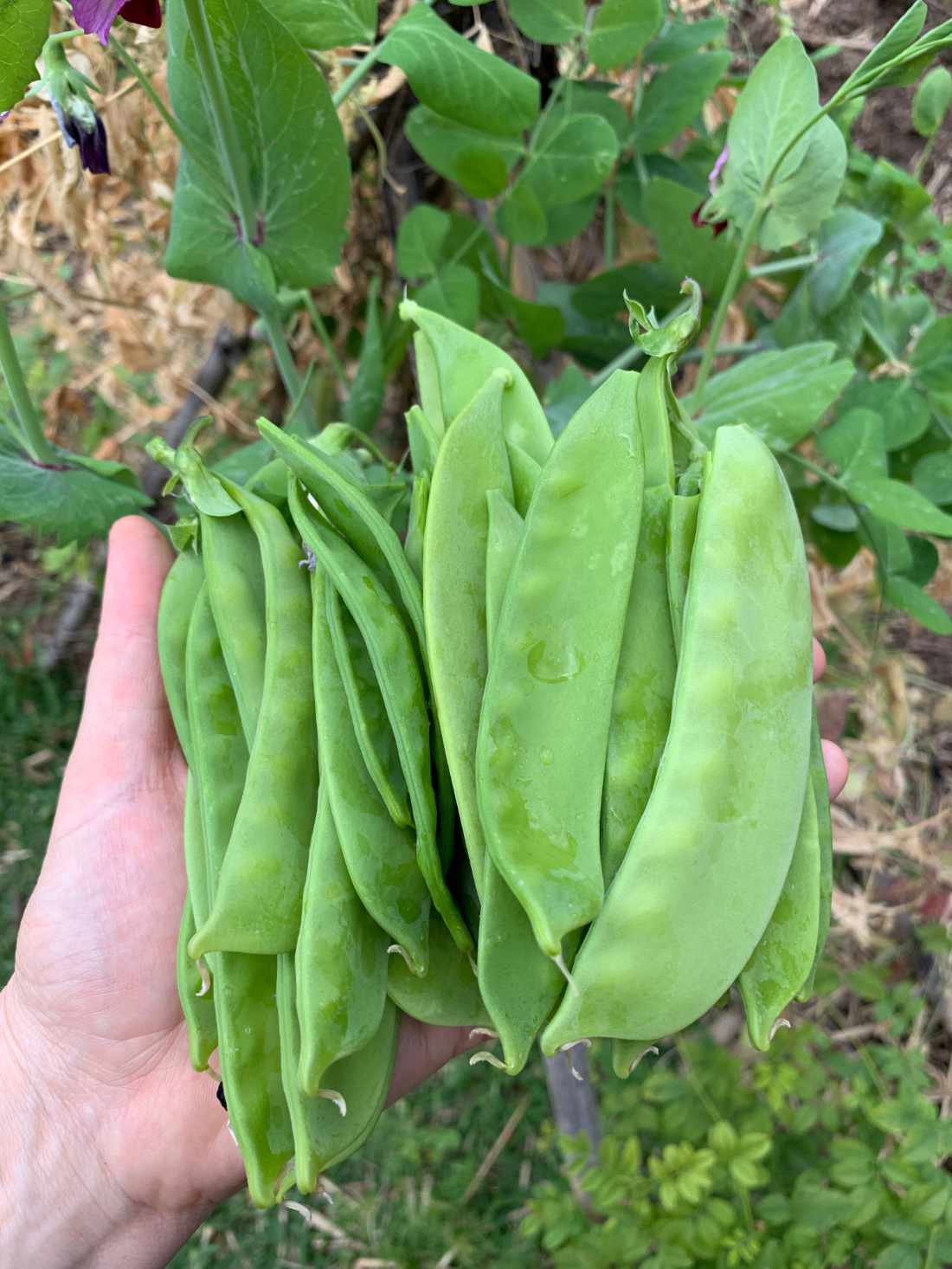 Giant Yakumo Snow Pea Seeds