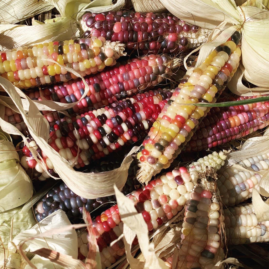 Corn 'Glass Gem' Seeds