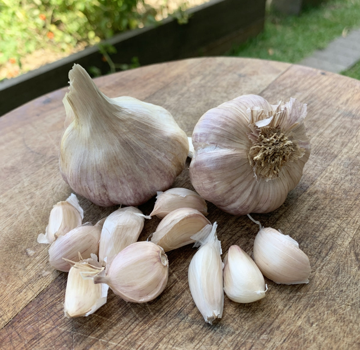 Glenlarge Garlic Seed Subtropical Garlic
