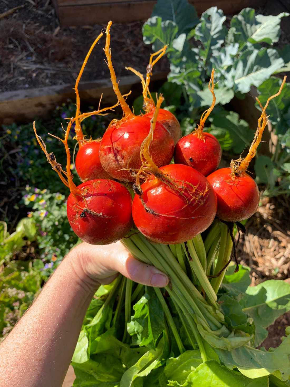 Golden Detroit Beetroot