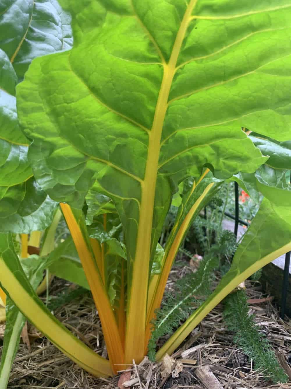 Golden Sunrise Seeds Swiss chard Silverbeet