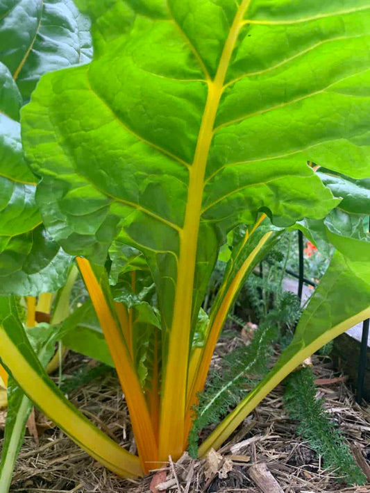 Golden Sunrise Seeds Swiss chard Silverbeet