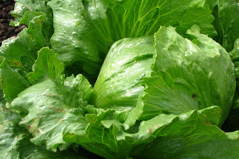 Lettuce 'Great Lakes' Seeds