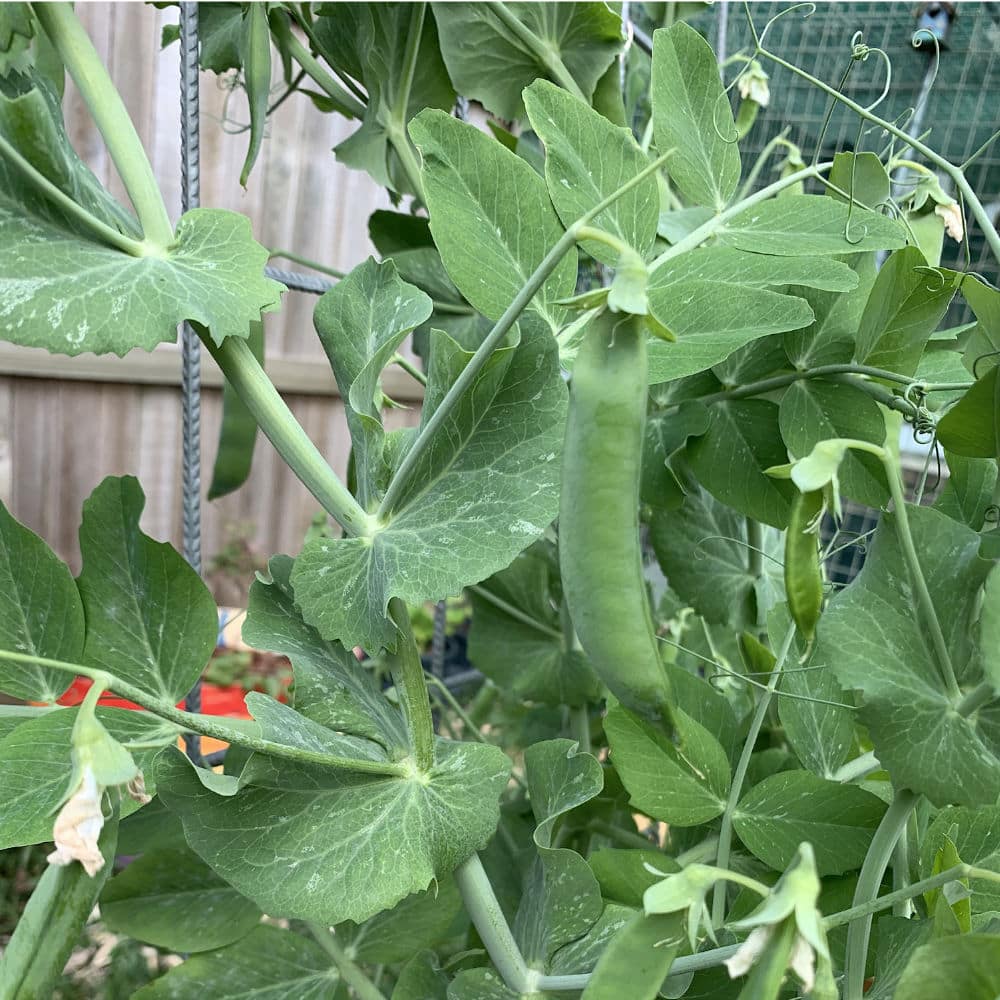 Green Feast Podded Pea