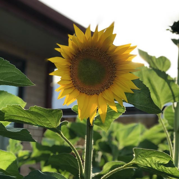 Sunflower 'Sunbird' Seeds