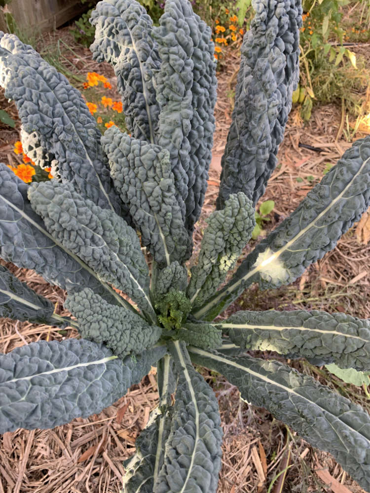 Kale Black Toscana seeds