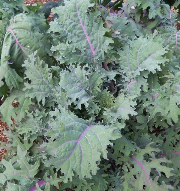 Red Russian Kale Seeds