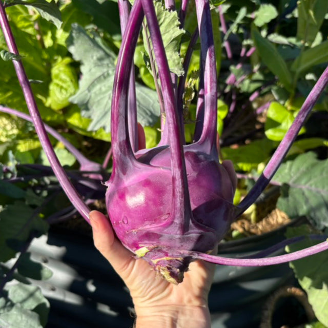 Kohlrabi 'Purple Vienna' Seeds