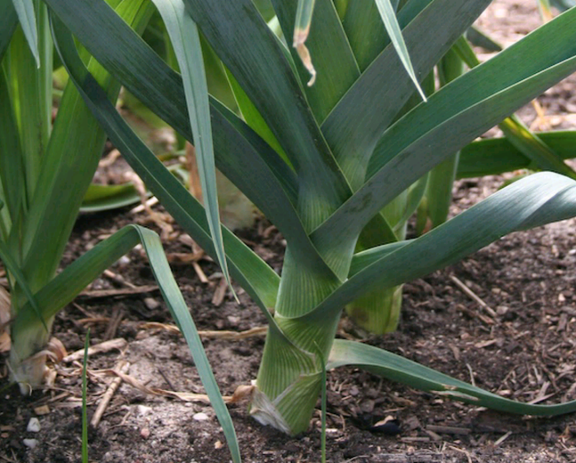 Leek Carentan Seeds