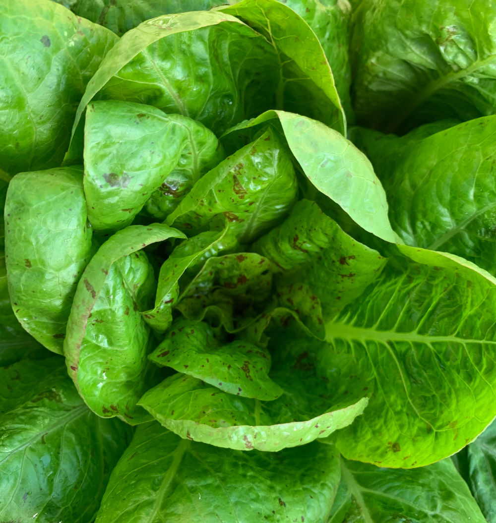 Lettuce 'Freckles' Seeds