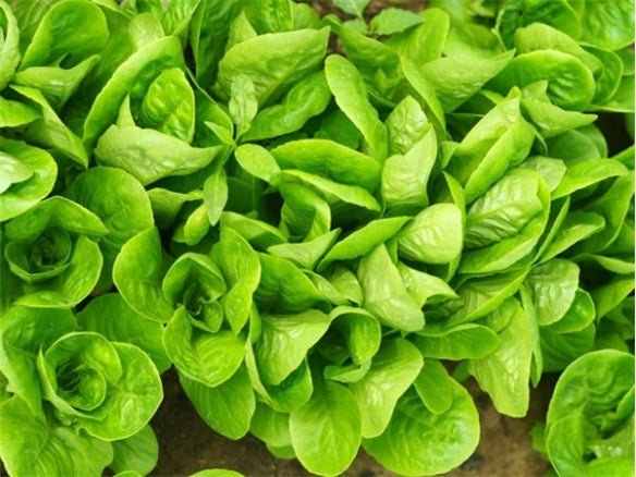 Lettuce 'Little Gem' Seeds