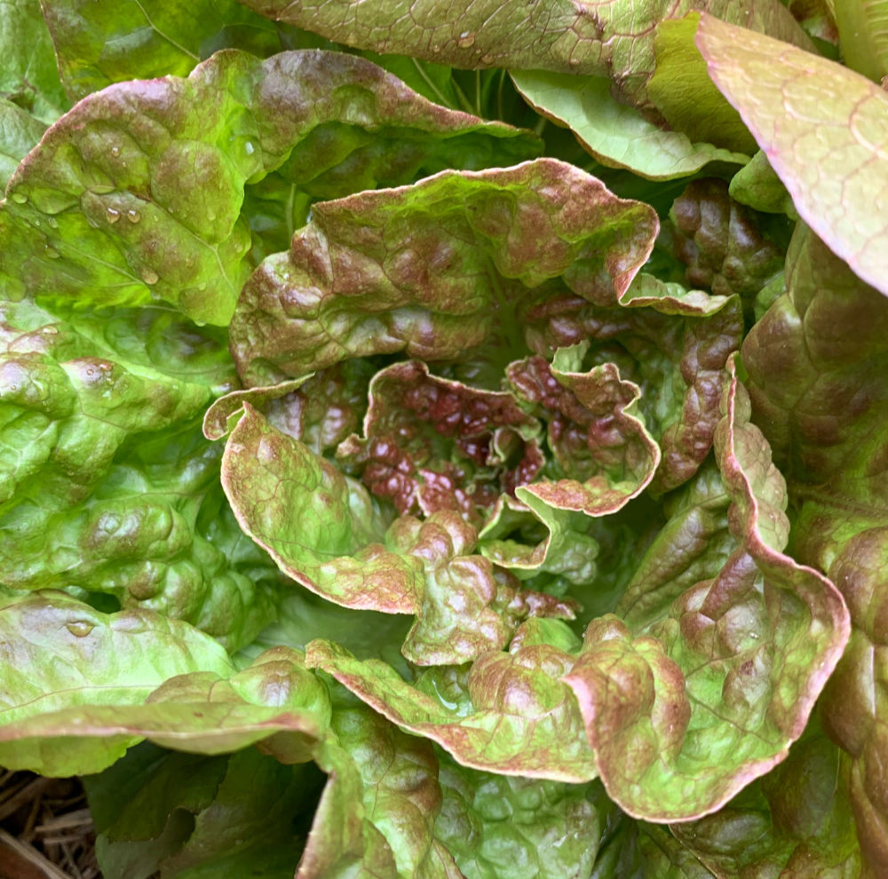 Lettuce Seeds Marvel Four Seasons