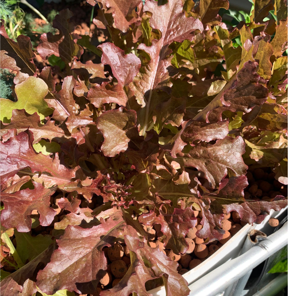 Lettuce 'Salad Bowl Red' Seeds