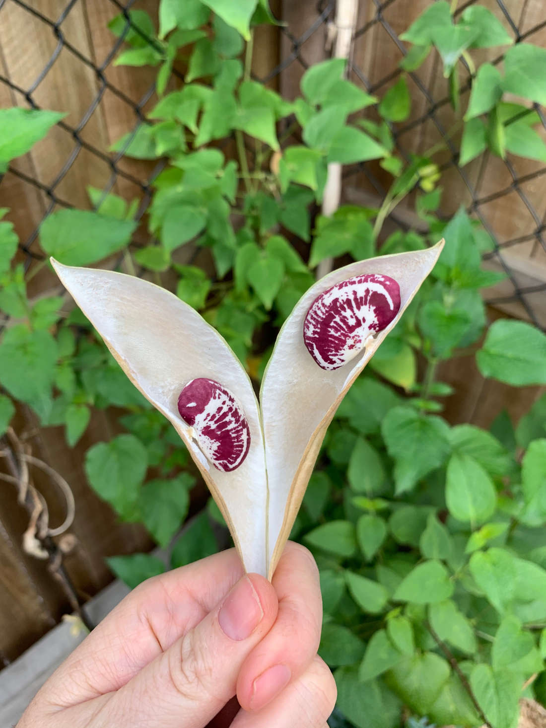 Madagascar Climbing Lima Bean seeds