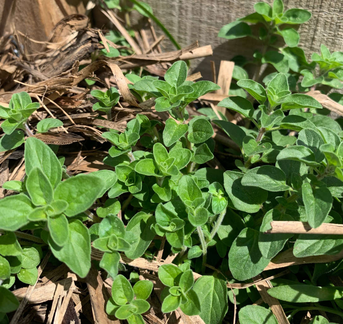 Marjoram 'Sweet' Seeds