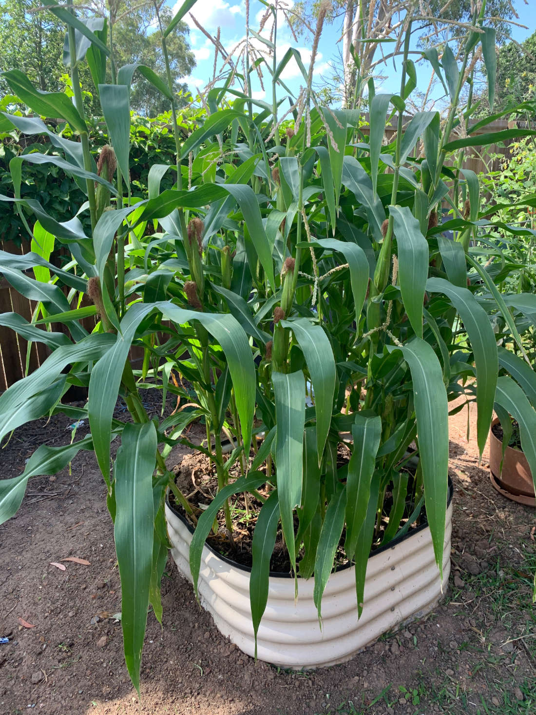 Corn 'Blue Mini Popcorn' Seeds