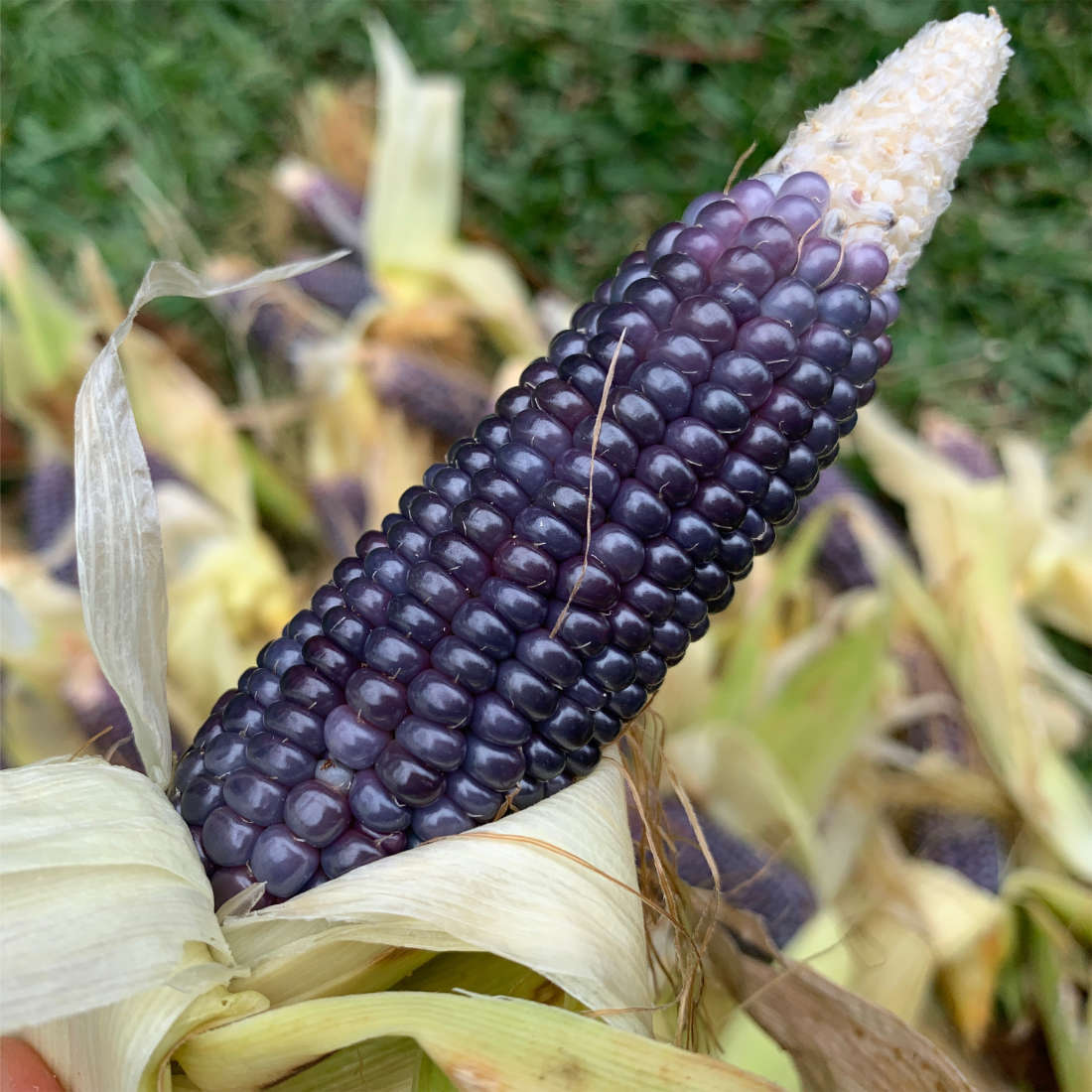 Mini Blue Popcorn Seed