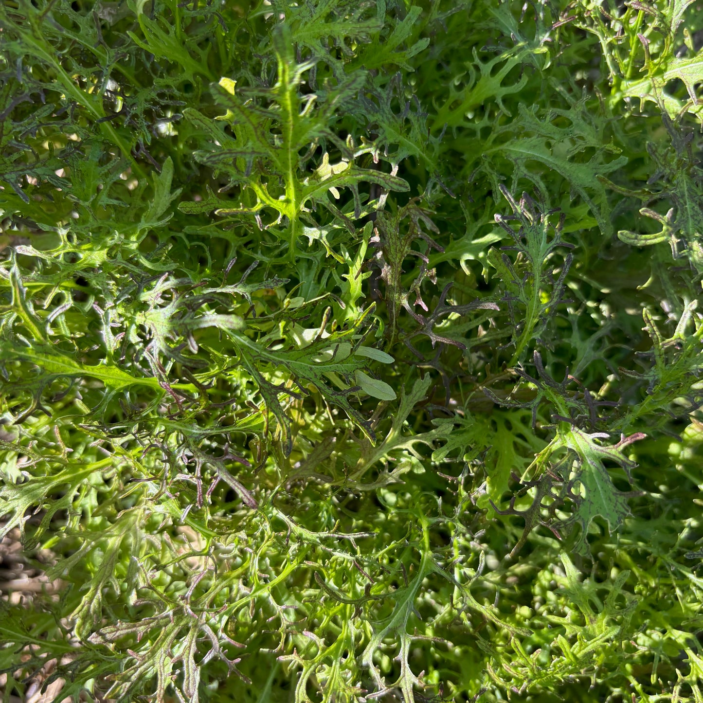 Mizuna 'Red' Seeds