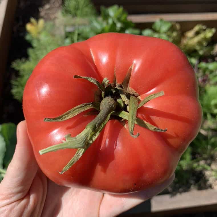 Mortgage Lifter Tomato Seeds