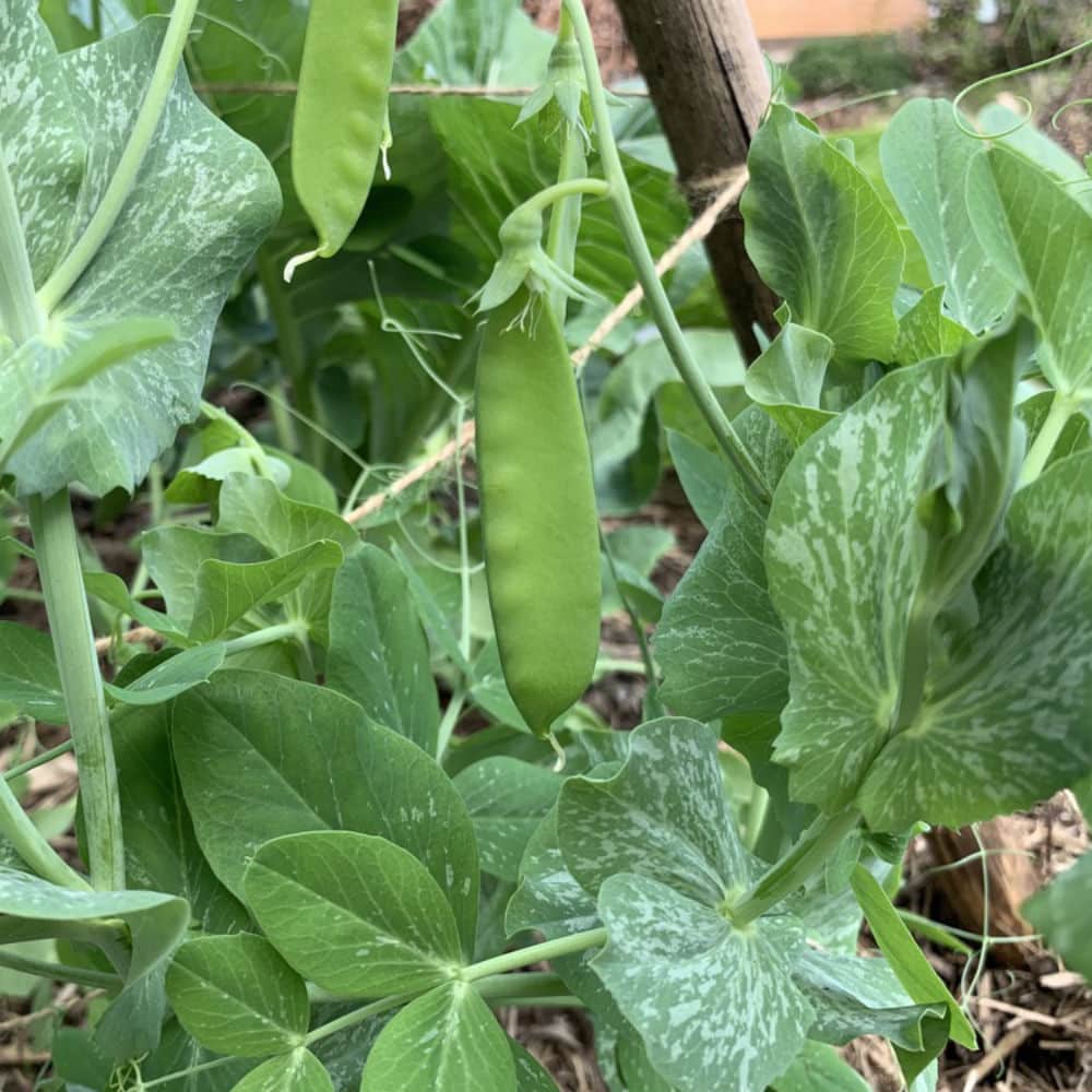 Oregon Sugar Snow Pea Seeds