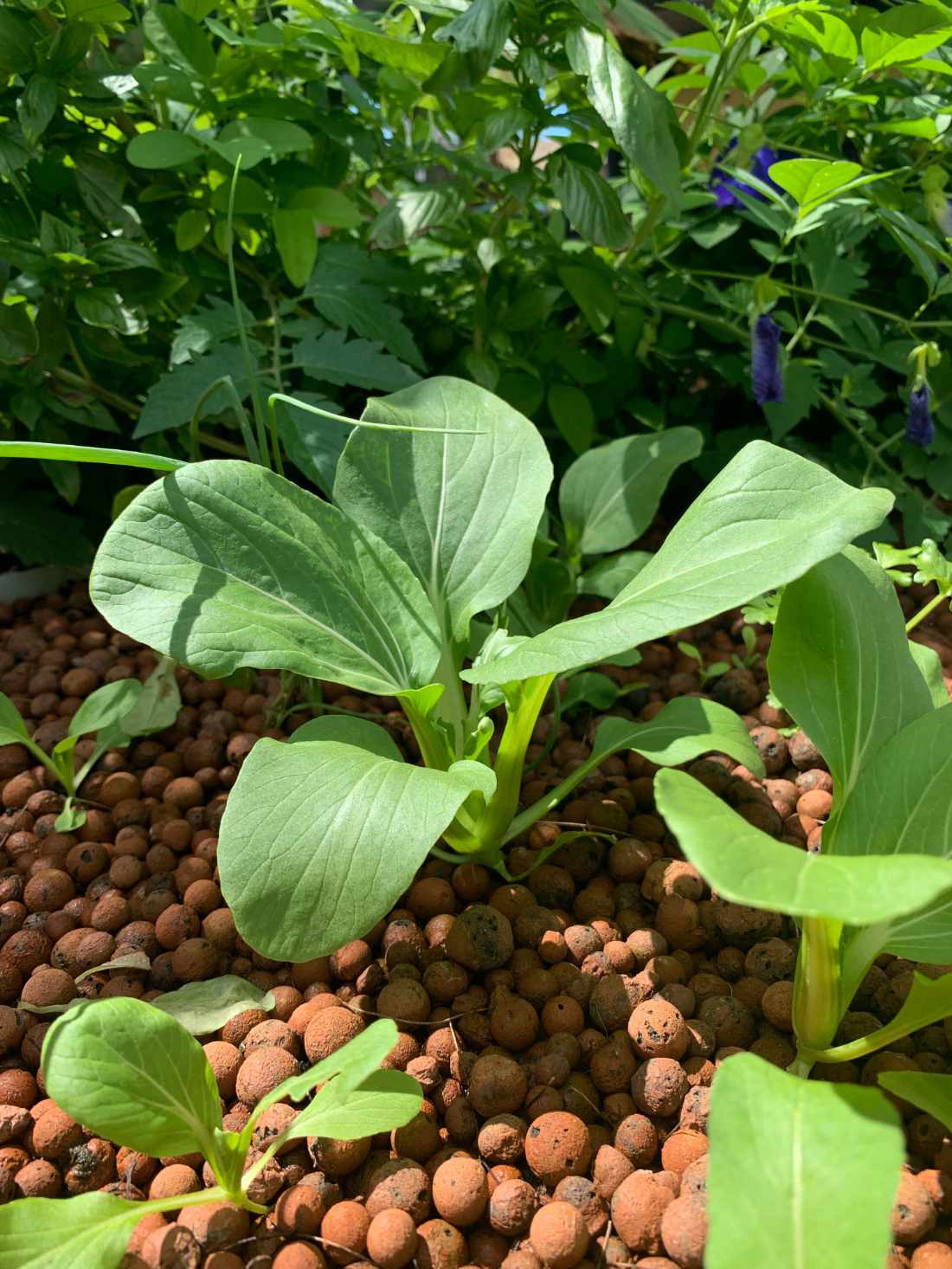 Pak Choi 'Green' Seeds