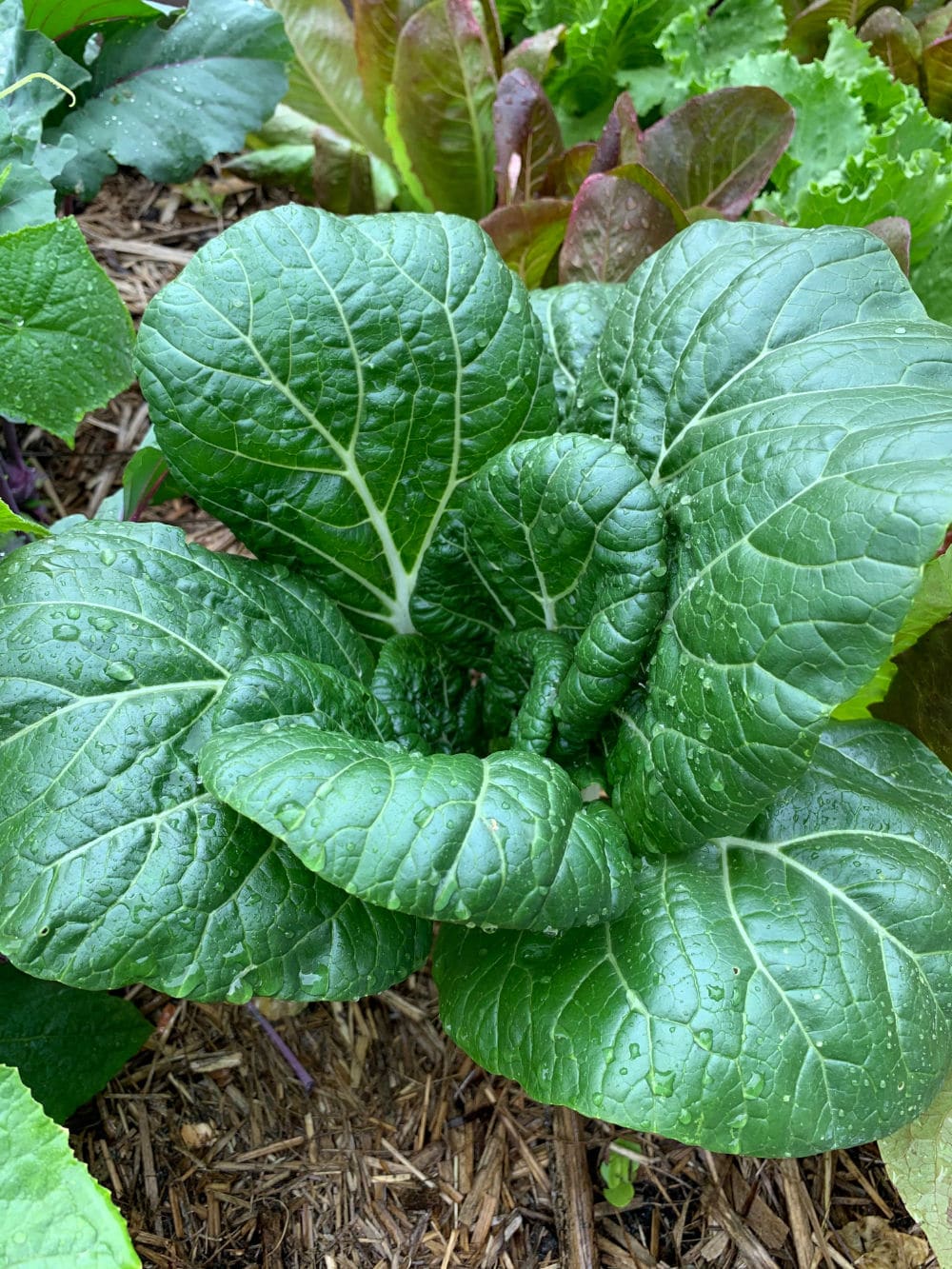 Pak Choi 'Cantong White' Seeds