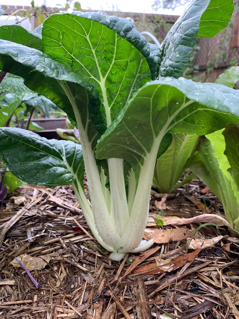 Pak Choi 'Cantong White' Seeds