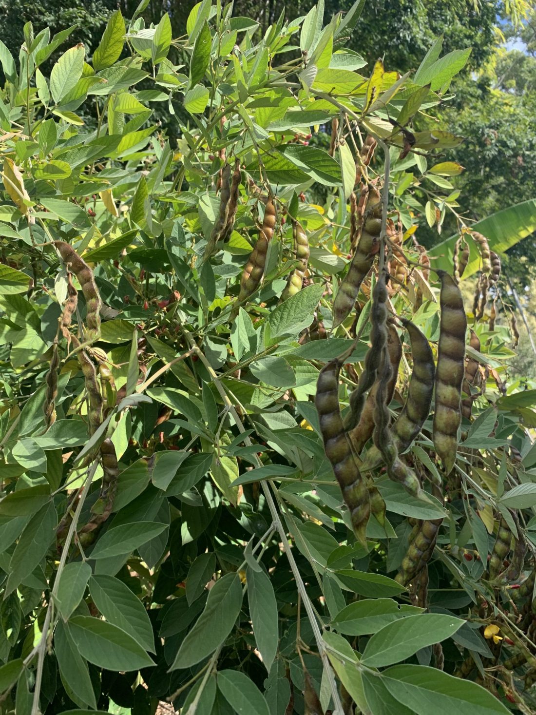 Pigeon Pea Seeds