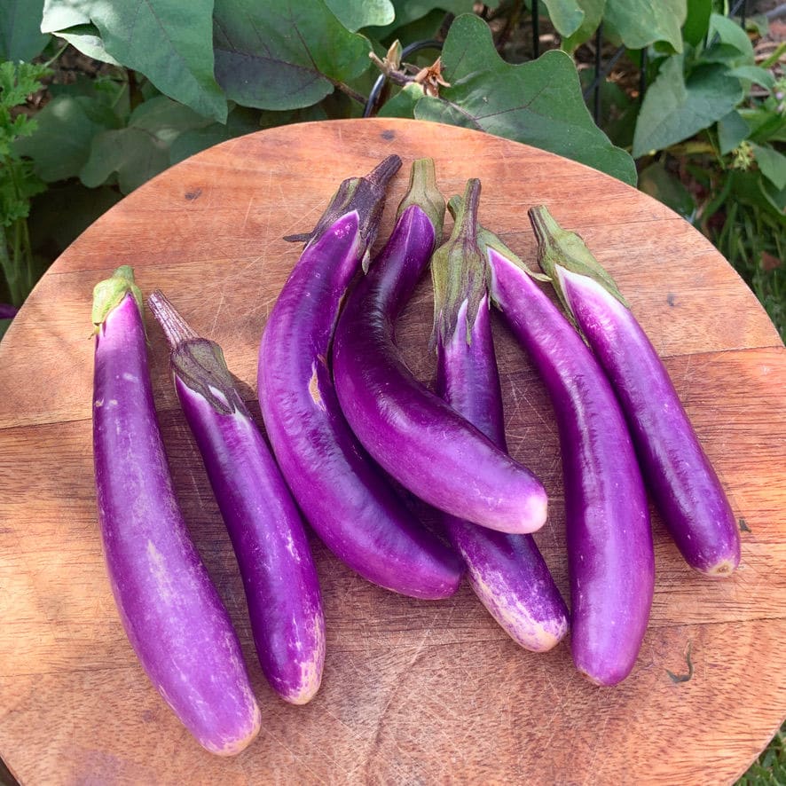 Ping Tung Eggplant Seeds for Sale