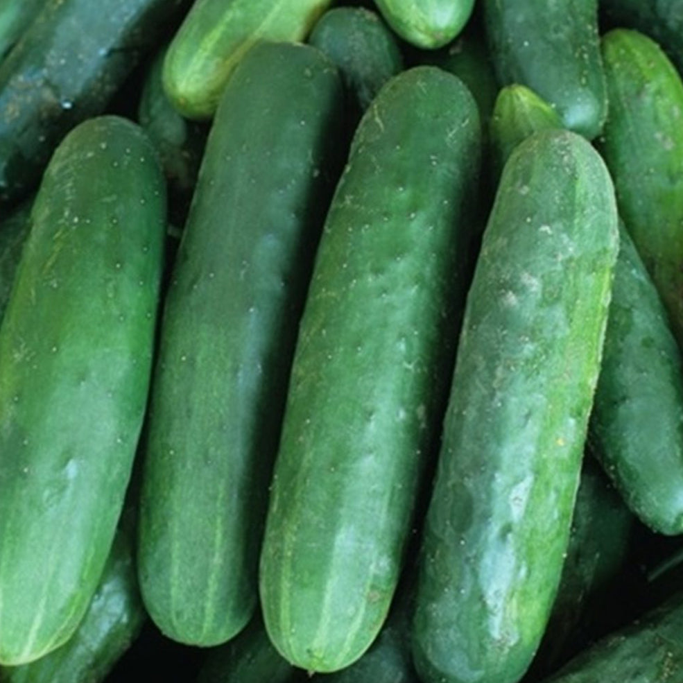 Cucumber 'Poinsett' Seeds