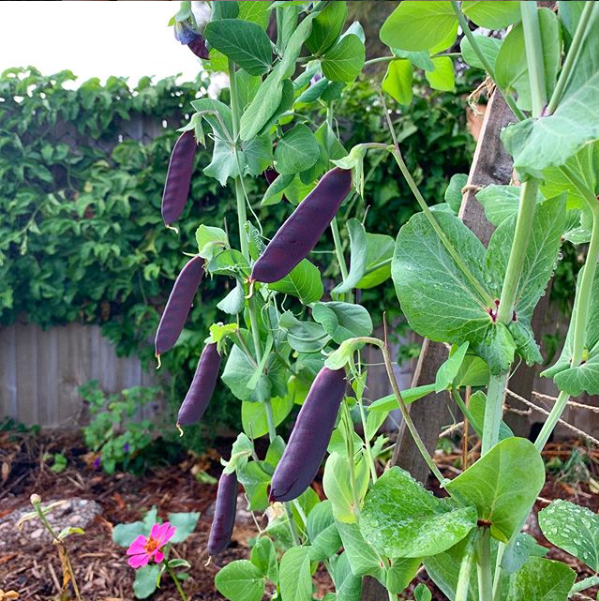 Pea 'Purple Podded' Seeds