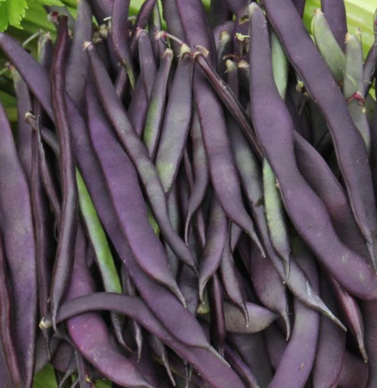 Bean 'Climbing Purple King' Seeds