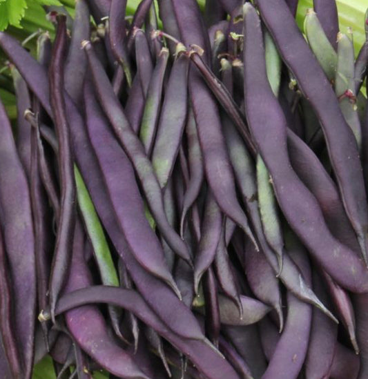 Bean 'Climbing Purple King' Seeds