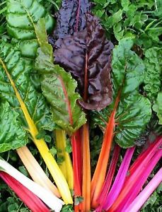 Rainbow Silverbeet