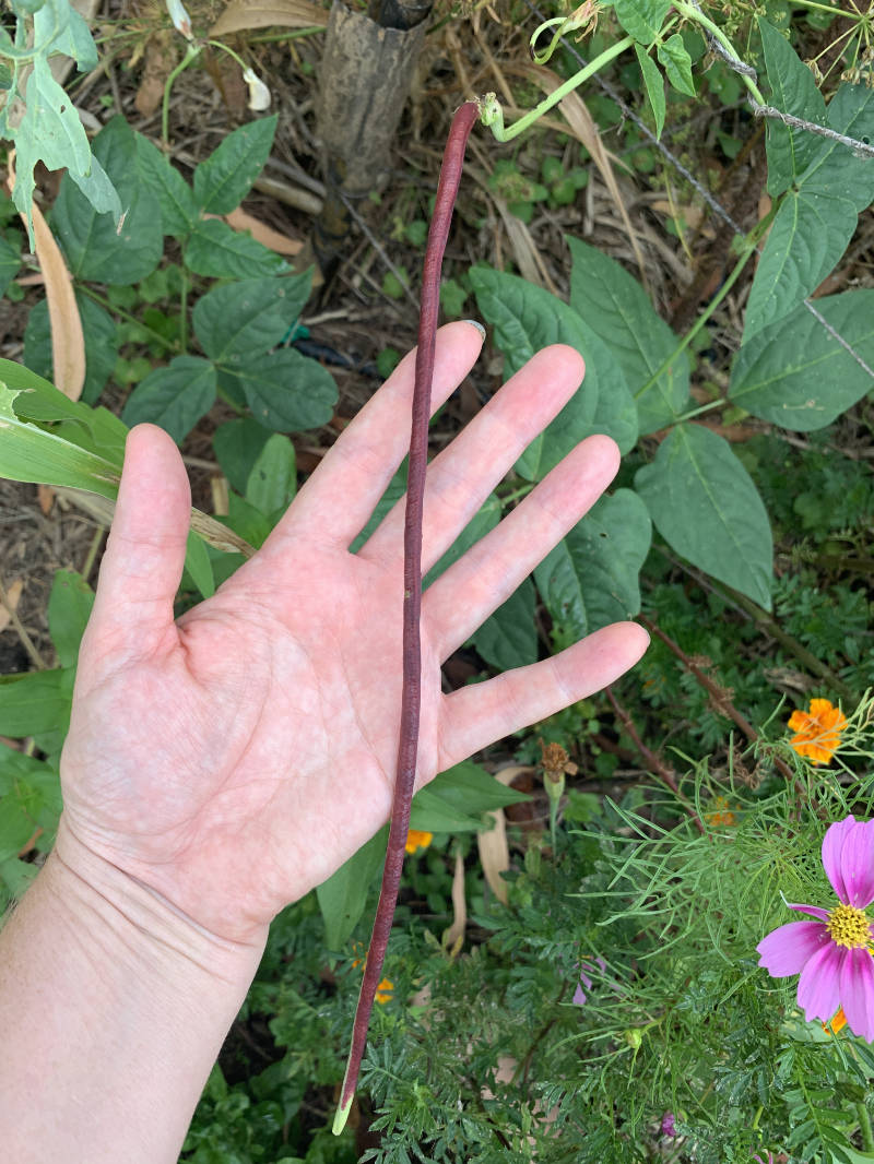 Red Noodle Snake Bean