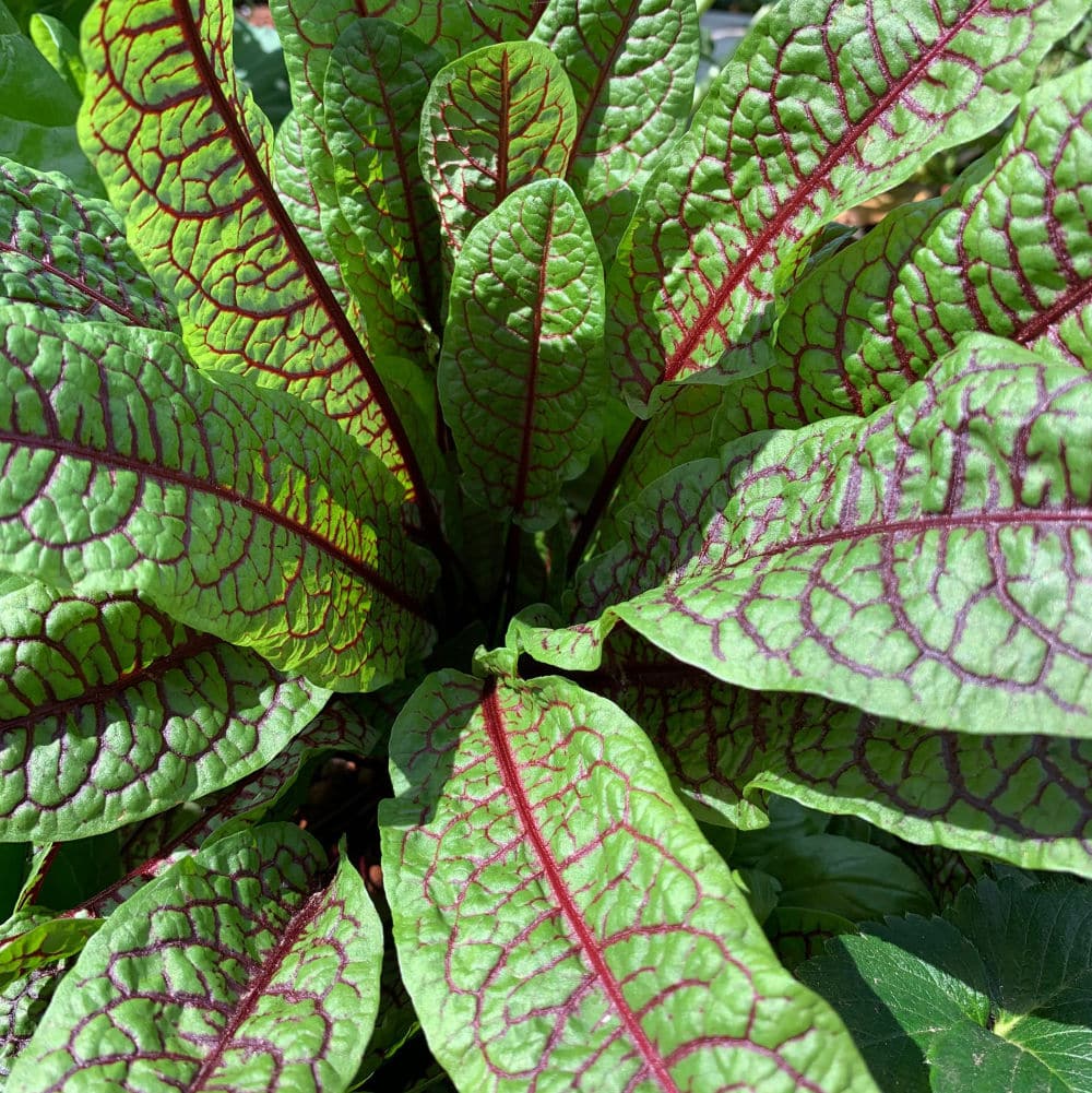 Red Veined Sorrel Seeds