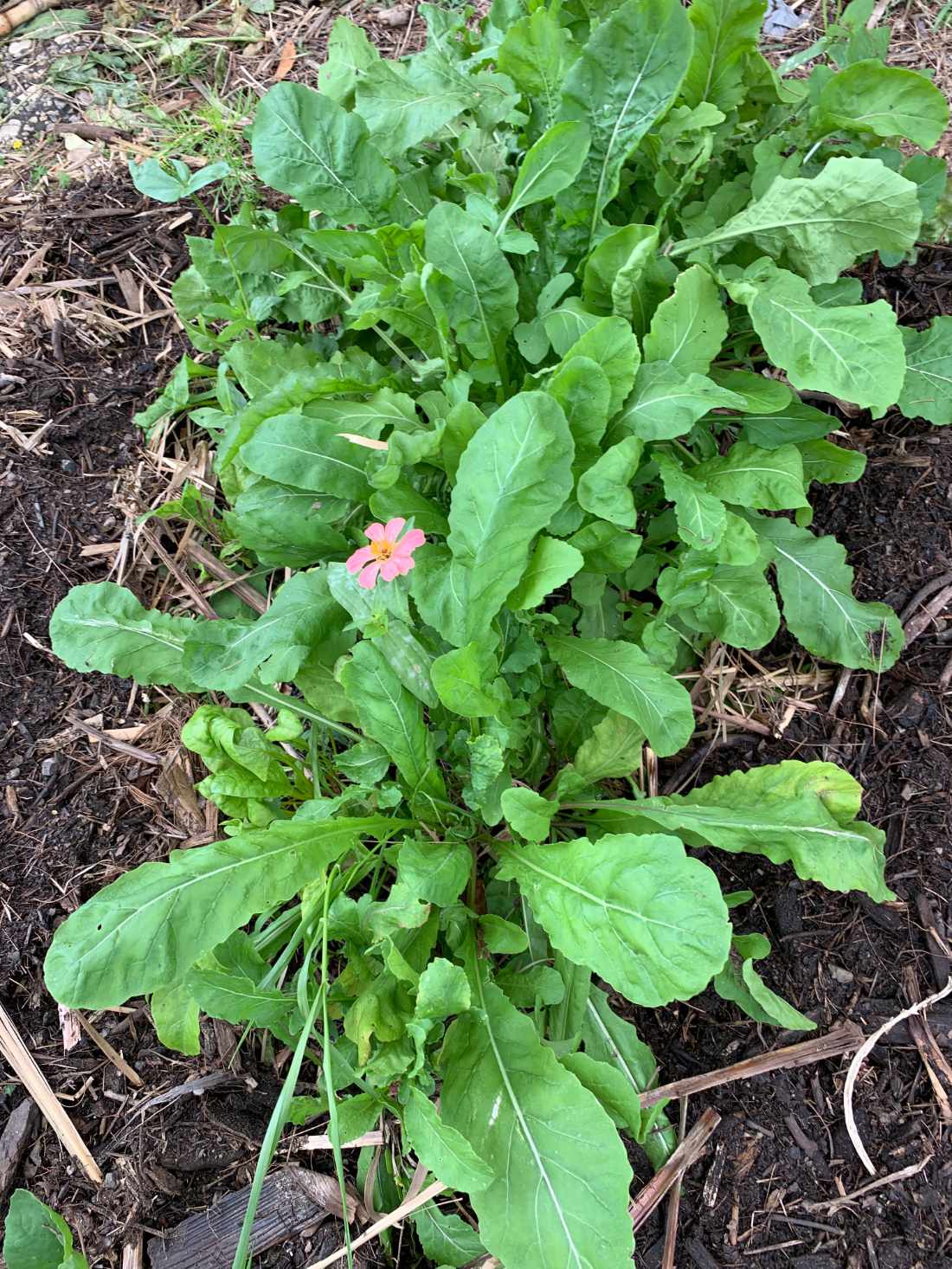 Rocket 'Slow Bolt' Seeds